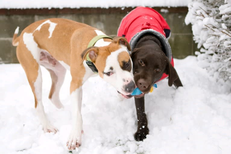 Oliver (Oli), an American Pit Bull Terrier tested with EmbarkVet.com