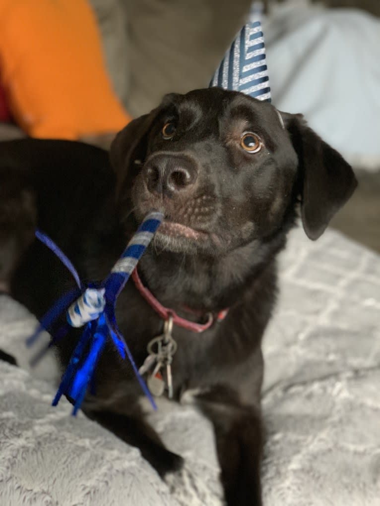 Guinness, a Labrador Retriever and Australian Cattle Dog mix tested with EmbarkVet.com