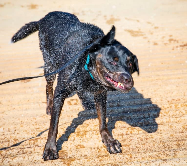 Bloo, an Australian Cattle Dog and Labrador Retriever mix tested with EmbarkVet.com