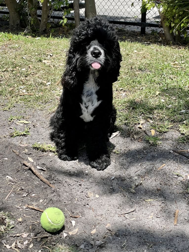 Miles Davis, a Cocker Spaniel tested with EmbarkVet.com