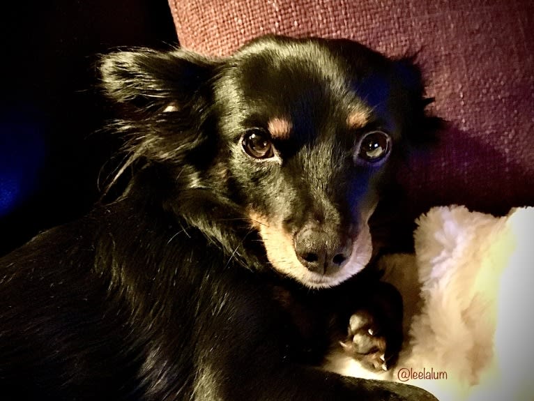 Leela, a Chihuahua and Cocker Spaniel mix tested with EmbarkVet.com