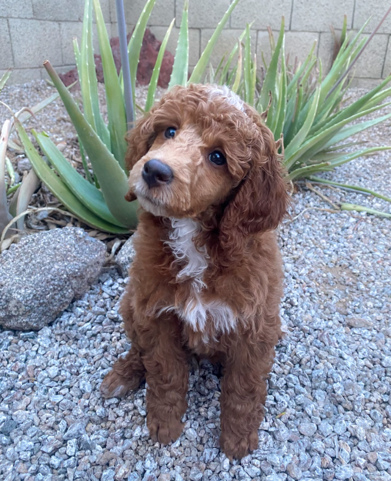 Tormund, a Poodle tested with EmbarkVet.com