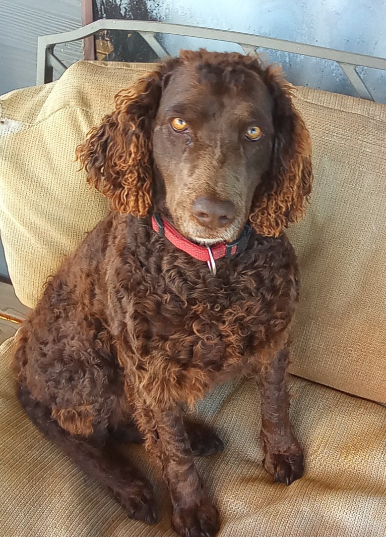 Laity Baci, a Murray River Retriever tested with EmbarkVet.com