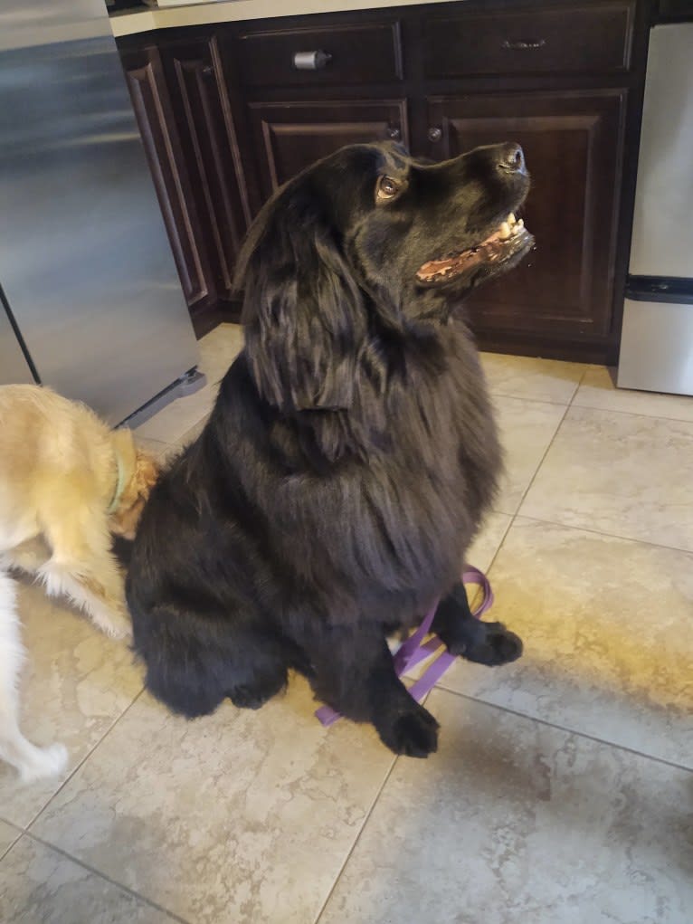 Molly, a Newfoundland tested with EmbarkVet.com