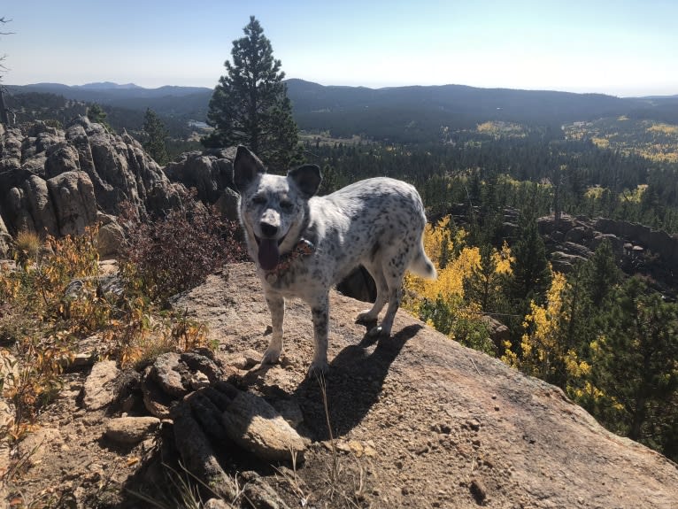 Dux, an Australian Cattle Dog and Border Collie mix tested with EmbarkVet.com