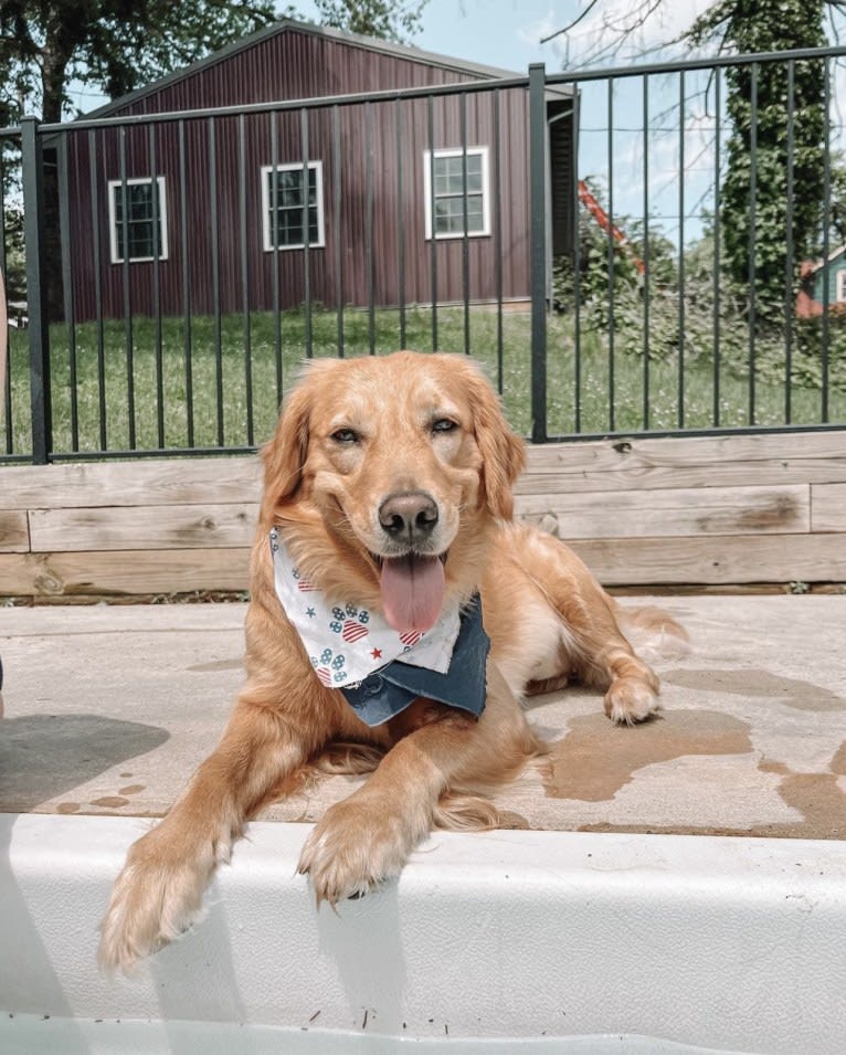 Marley, a Golden Retriever tested with EmbarkVet.com