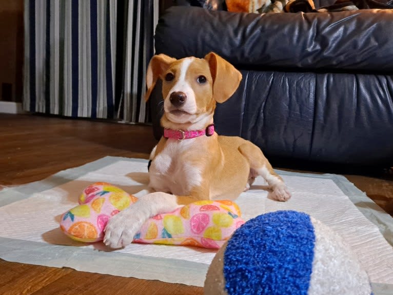 Stella, a Rat Terrier and Mountain Cur mix tested with EmbarkVet.com