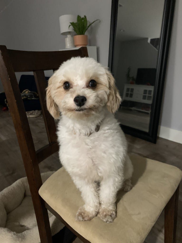 Mitai, a Poodle (Small) and Cocker Spaniel mix tested with EmbarkVet.com