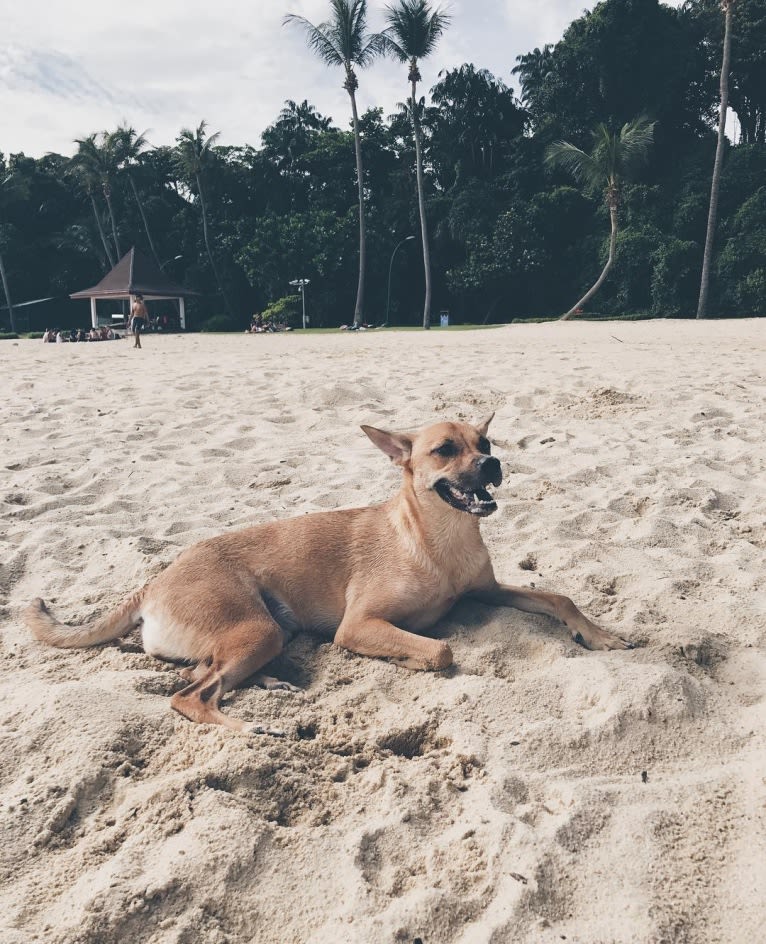 Tofu, a Southeast Asian Village Dog tested with EmbarkVet.com