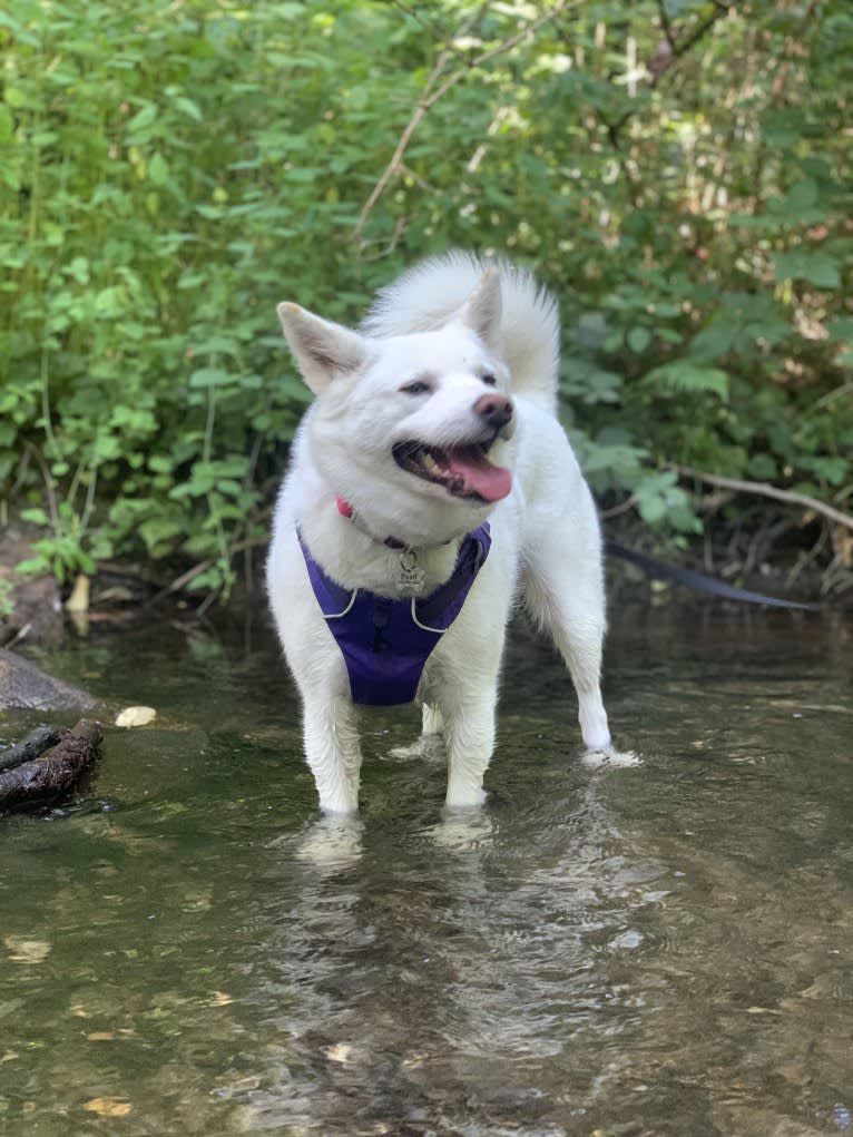 Pearl, a Japanese or Korean Village Dog and Jindo mix tested with EmbarkVet.com