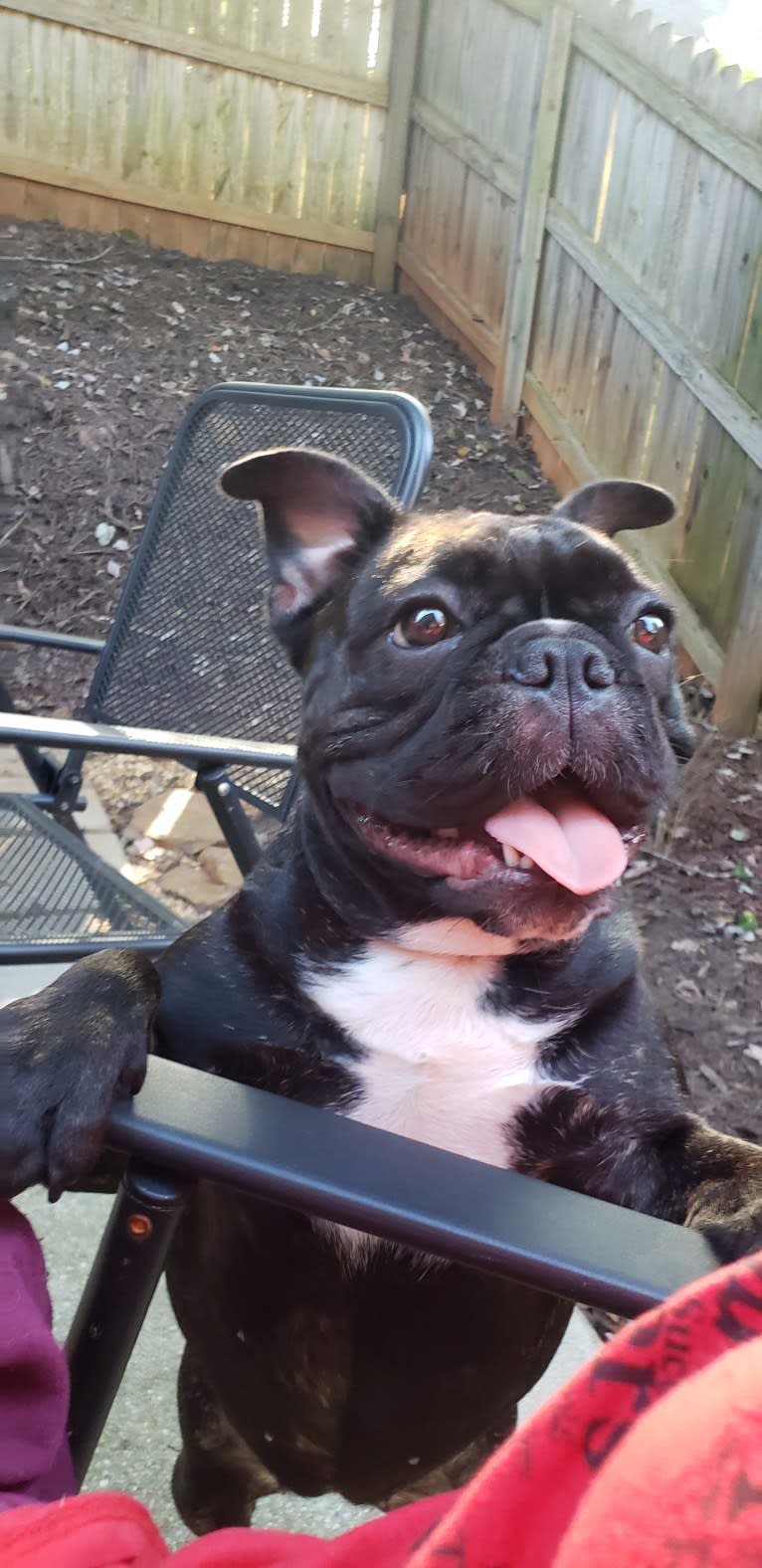 Eris, a French Bulldog and Bulldog mix tested with EmbarkVet.com