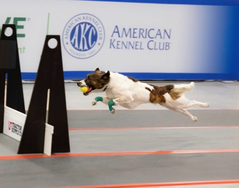 Bender, a Whippet and Border Collie mix tested with EmbarkVet.com