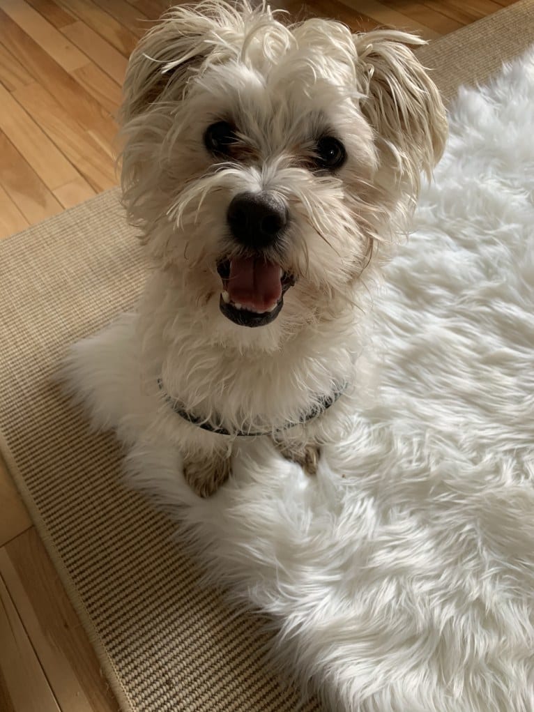 Finley, an American Village Dog and Poodle (Small) mix tested with EmbarkVet.com