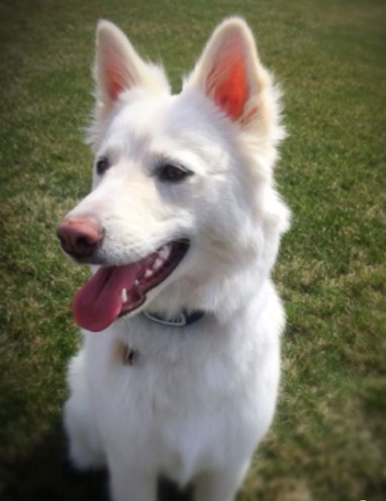 Kia, a German Shepherd Dog and Siberian Husky mix tested with EmbarkVet.com