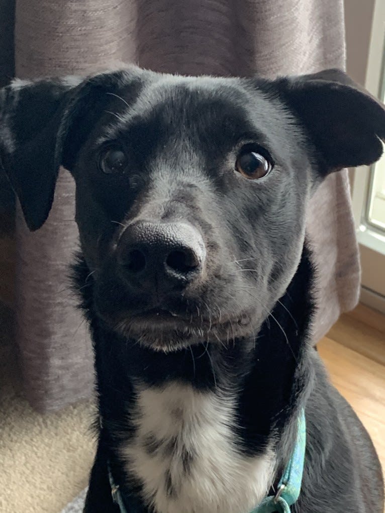 Ollie, an American Pit Bull Terrier and Siberian Husky mix tested with EmbarkVet.com