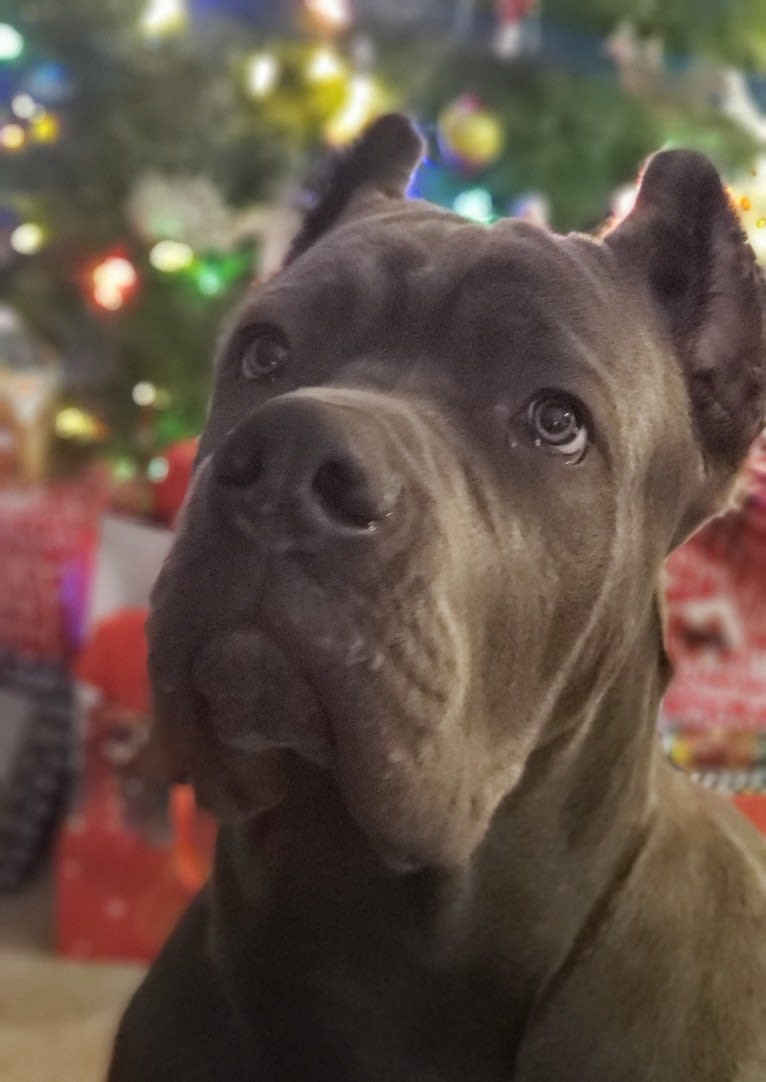 Clay, a Cane Corso and Boerboel mix tested with EmbarkVet.com