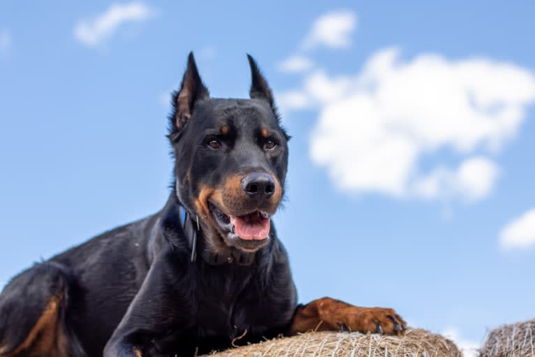 Kenai, a Beauceron tested with EmbarkVet.com