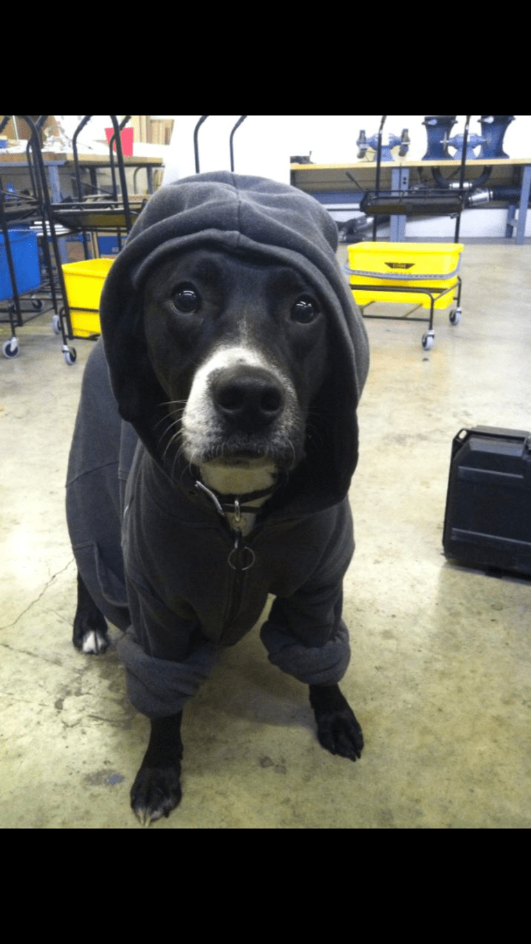 Tucker, a Labrador Retriever and American Staffordshire Terrier mix tested with EmbarkVet.com