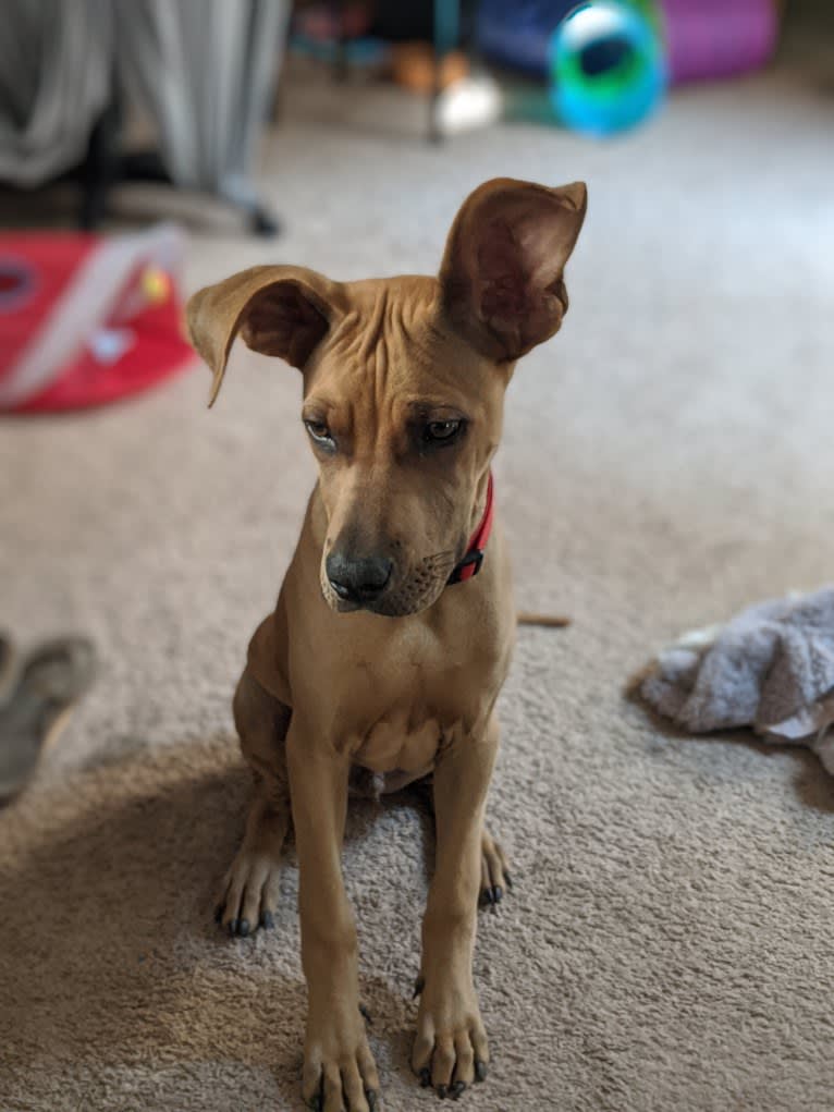 Wally, an American Pit Bull Terrier and German Shepherd Dog mix tested with EmbarkVet.com