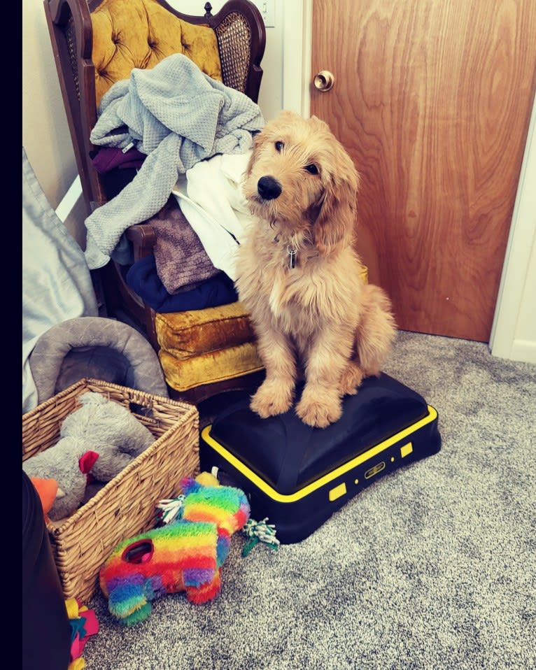 Tobias Lincoln, a Goldendoodle tested with EmbarkVet.com