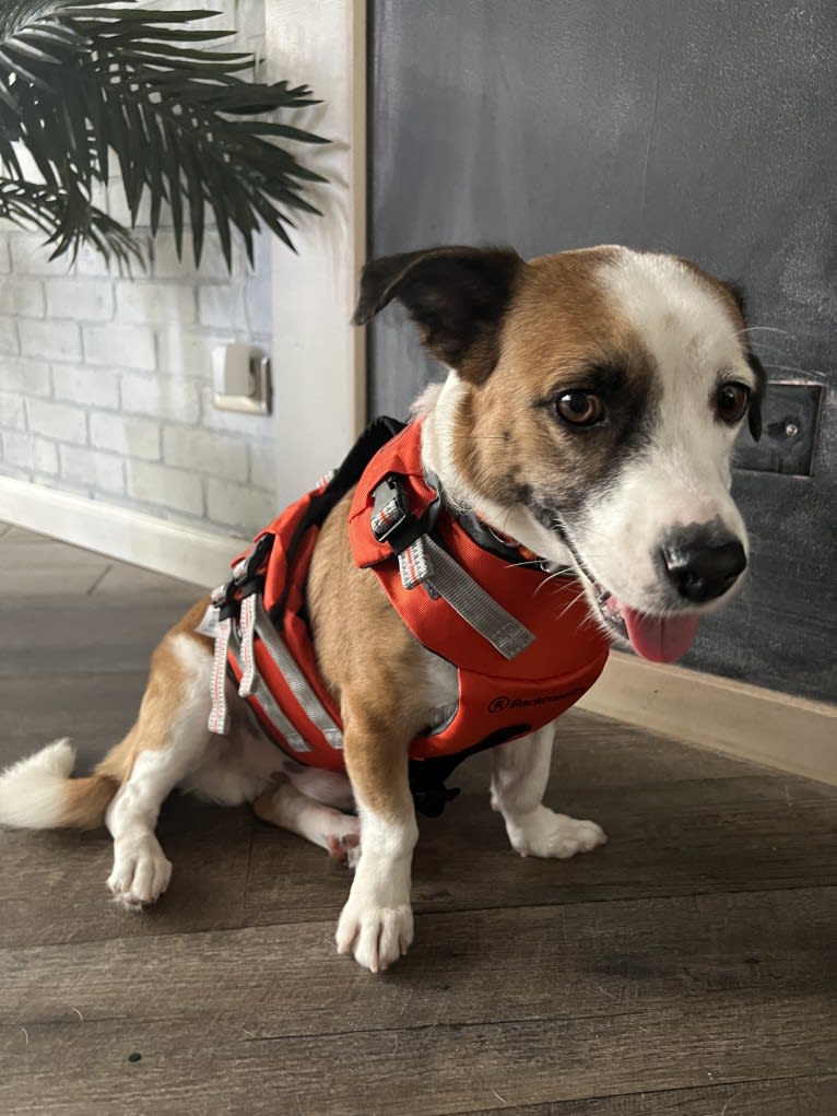 Ocho, a Chihuahua and Russell-type Terrier mix tested with EmbarkVet.com