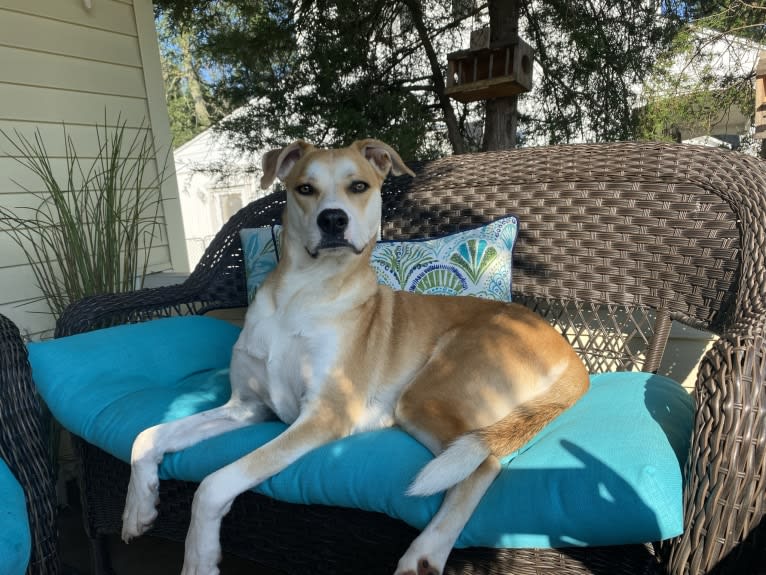 Frank, an American Pit Bull Terrier and Great Pyrenees mix tested with EmbarkVet.com