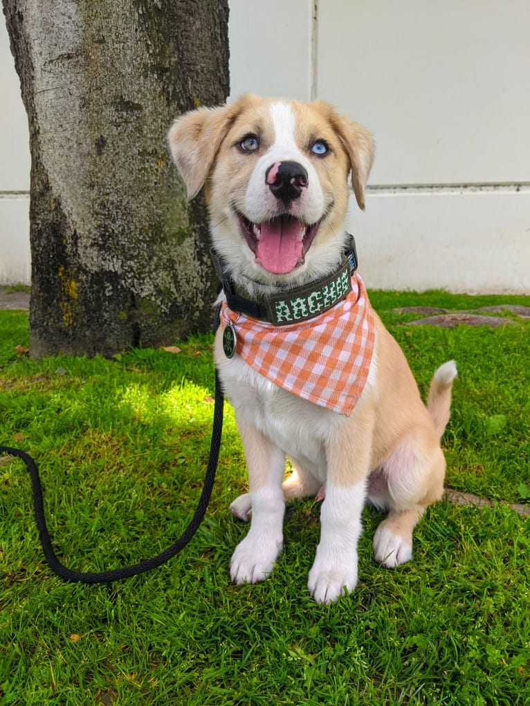 Archie, an Australian Shepherd and Jindo mix tested with EmbarkVet.com