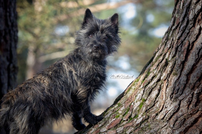 Goldclint's Grande Amore (May), a Cairn Terrier tested with EmbarkVet.com