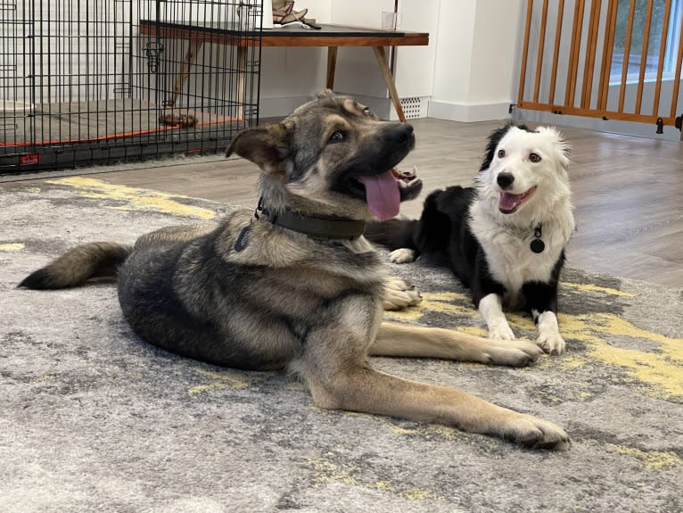 McFly, a Labrador Retriever and German Shepherd Dog mix tested with EmbarkVet.com