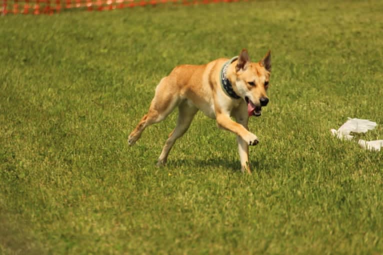 Bones, a Carolina Dog tested with EmbarkVet.com