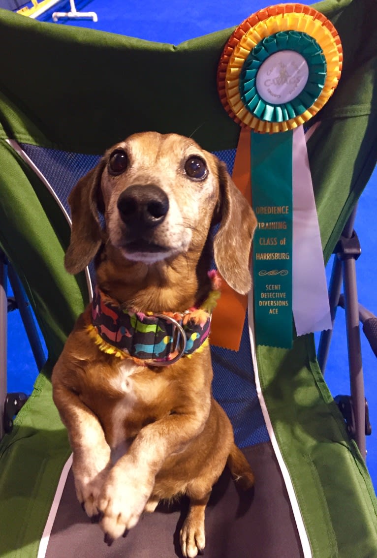 URO3 NI NE Jacob Levi RI SWA SHDNE CGCA TKP RATN RL1X RL2 RLV2X CW-ARA CW-DDA CW-Ob2A, a Dachshund tested with EmbarkVet.com