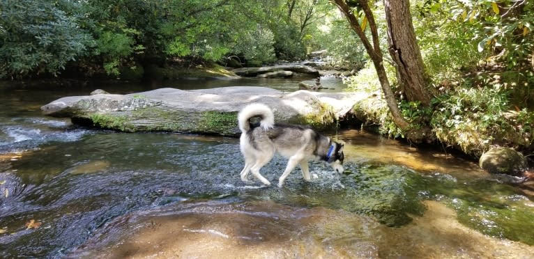 Teko, a Siberian Husky tested with EmbarkVet.com