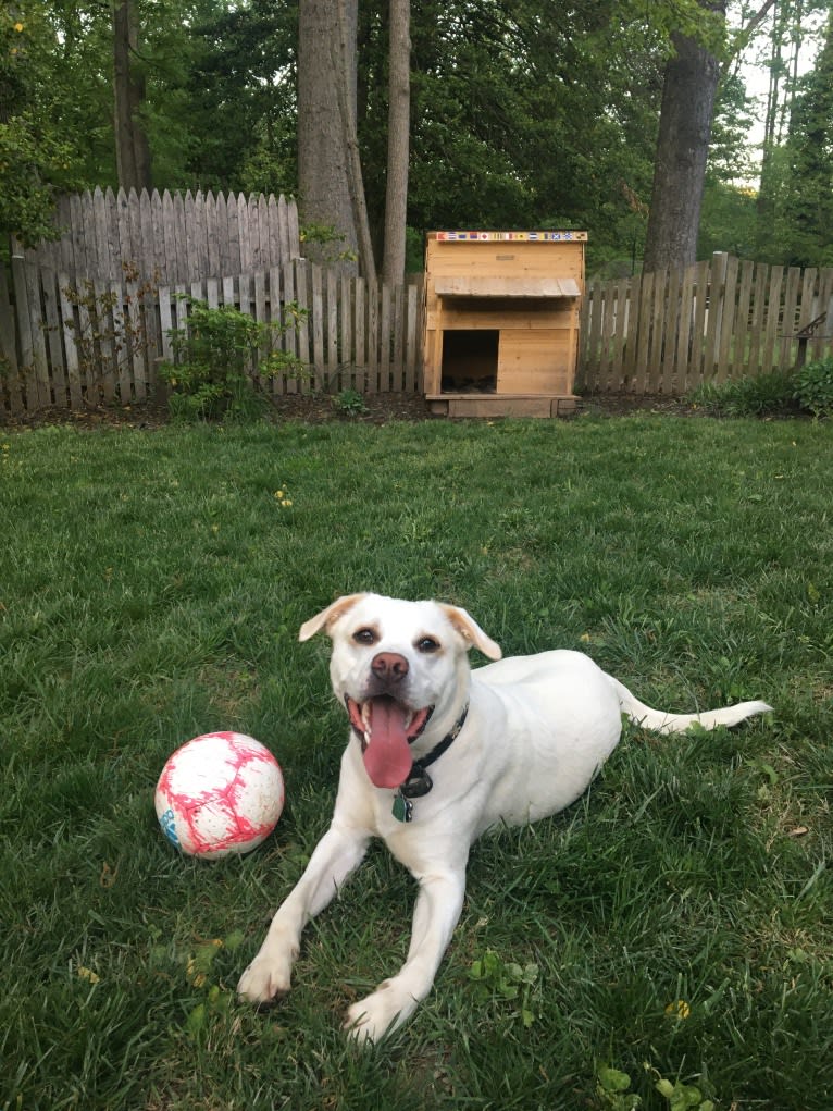 Denali, an American Pit Bull Terrier and Labrador Retriever mix tested with EmbarkVet.com