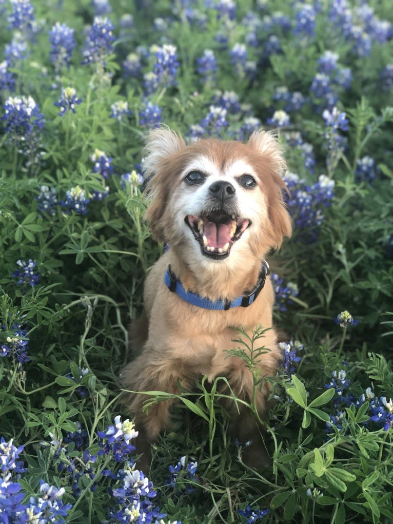 Hank, a Pomeranian and Chihuahua mix tested with EmbarkVet.com