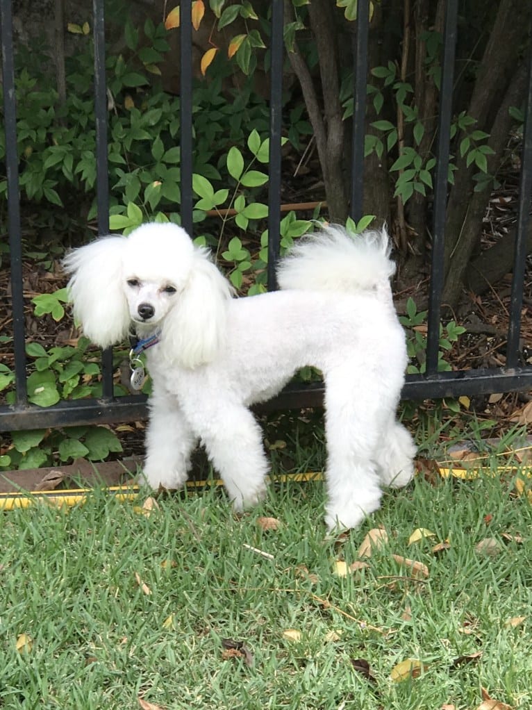 Keiko, a Poodle (Small) tested with EmbarkVet.com