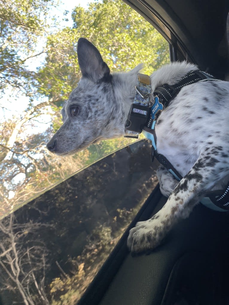 Zelda, an Australian Cattle Dog and Chihuahua mix tested with EmbarkVet.com