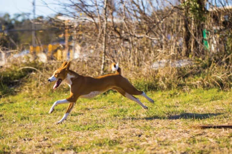 Xena, a Basenji tested with EmbarkVet.com