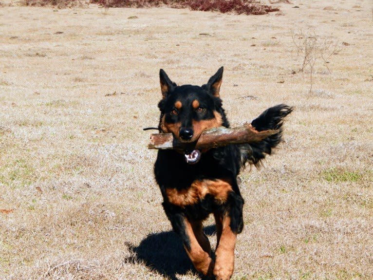 Astharoshe, an Australian Cattle Dog and Chow Chow mix tested with EmbarkVet.com