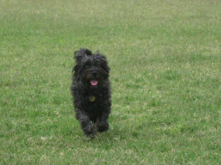 Homey, a Poodle (Small) and Silky Terrier mix tested with EmbarkVet.com