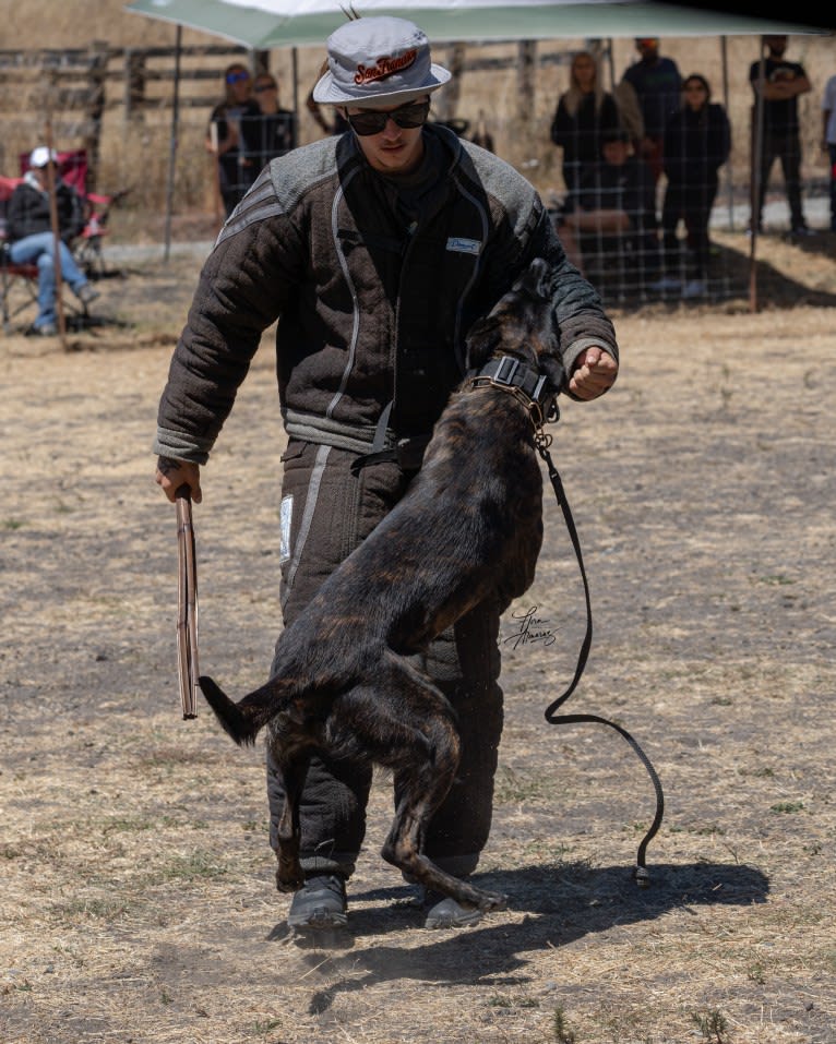 Static, a Dutch Shepherd tested with EmbarkVet.com