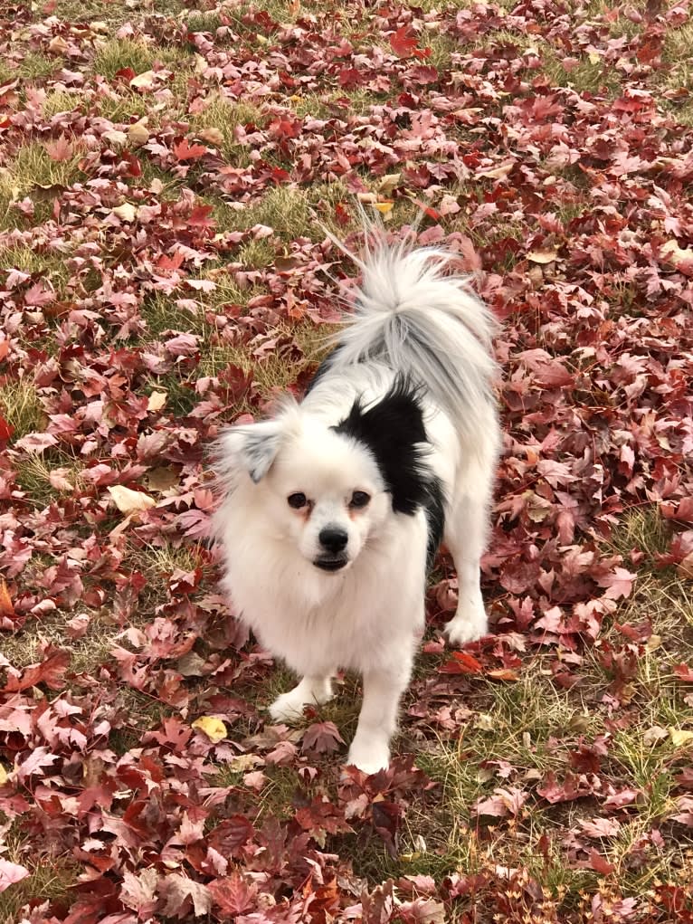 Frankie, a Shih Tzu and Pomeranian mix tested with EmbarkVet.com