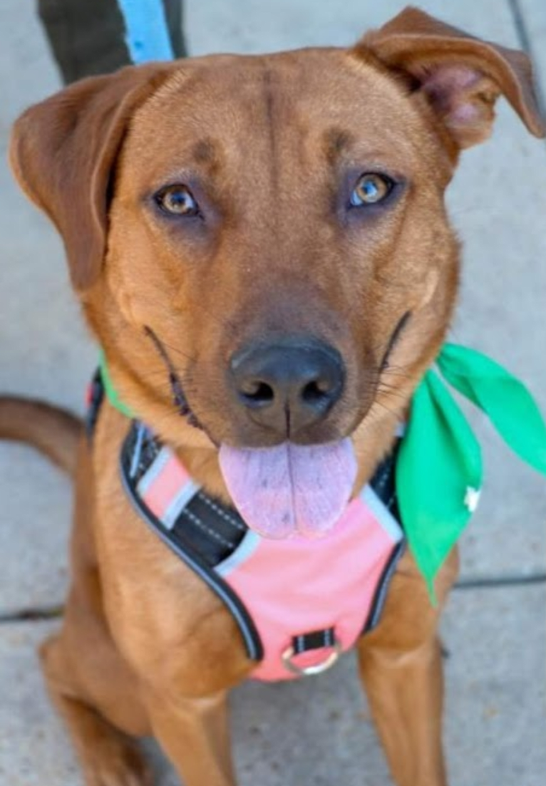 Kona, an American Pit Bull Terrier and Boxer mix tested with EmbarkVet.com