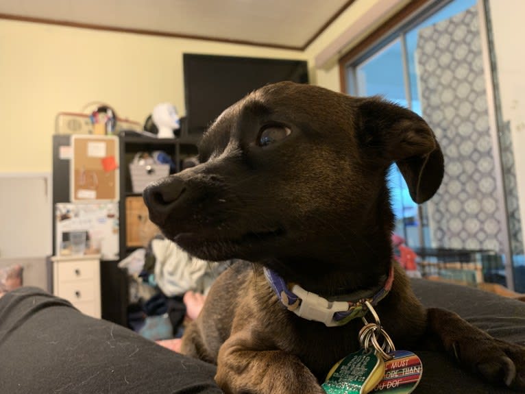 Doobie, a Chihuahua and Dachshund mix tested with EmbarkVet.com