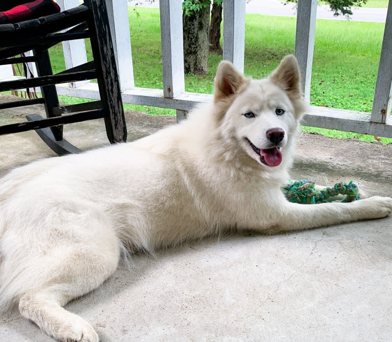 Aspen, a Siberian Husky tested with EmbarkVet.com