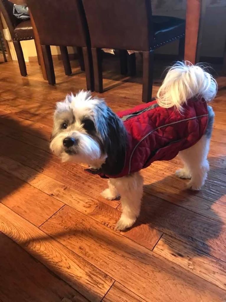 Winham’s “DollyBelle” of Rocky Mountain Cotons, a Coton de Tulear tested with EmbarkVet.com