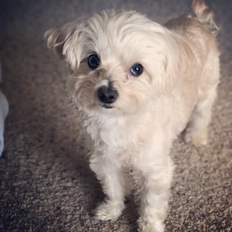 Sherman, a Maltipoo tested with EmbarkVet.com