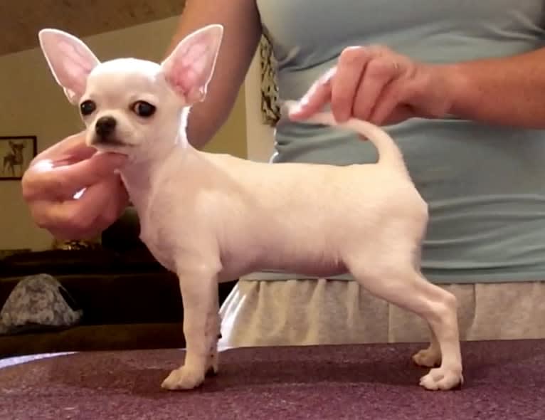 Zia, a Chihuahua tested with EmbarkVet.com