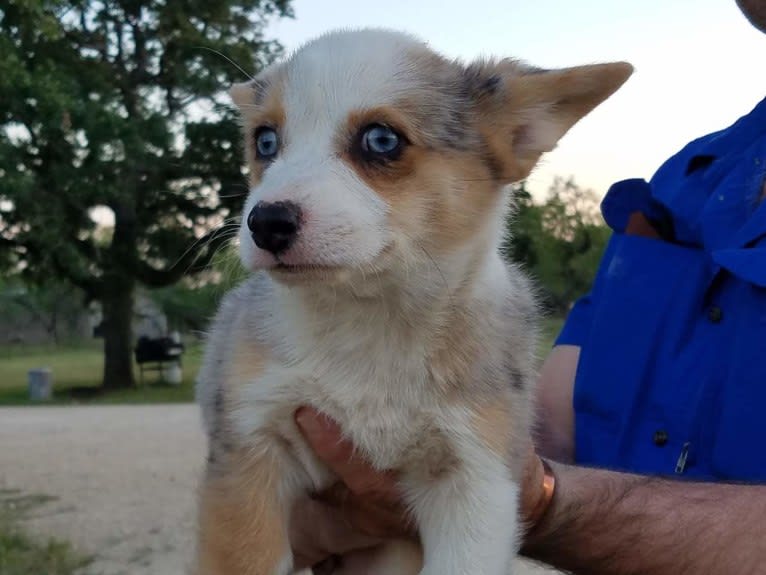 Luna Lu, a Pembroke Welsh Corgi tested with EmbarkVet.com