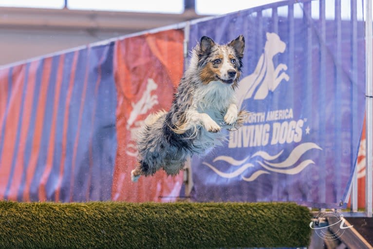 River, an Australian Shepherd tested with EmbarkVet.com