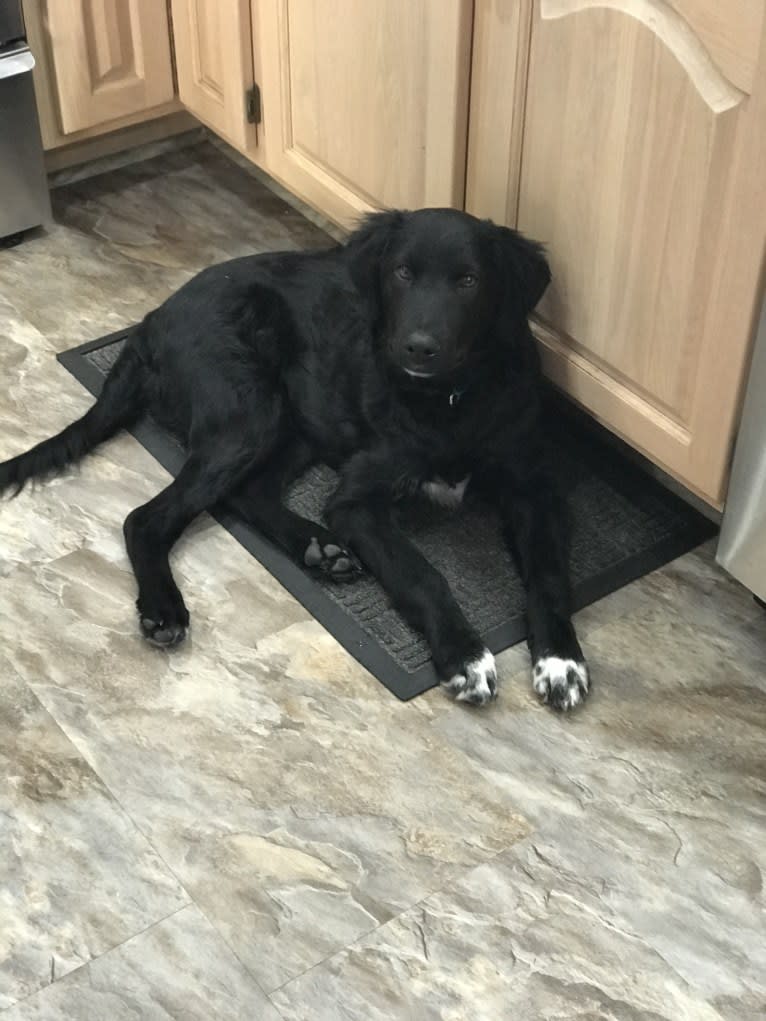 Care Bear Ross, a Labrador Retriever and Australian Cattle Dog mix tested with EmbarkVet.com